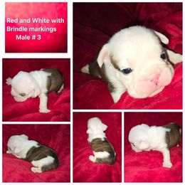 Bulldog Puppies from Chief Bulldogs