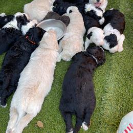 Sheepadoodle Puppies from Sunflower Family Farms
