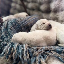 Labrador Retriever Puppies from Knotty Creek Labradors