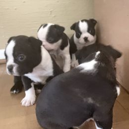 Boston Terrier puppies from Thee Puppy Lady🐾