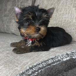 Red collar- Ready now - Black and tan male Yorkshire Terrier puppy in Cornelia, Georgia from Kruz Kennels
