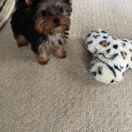 Yorkshire Terrier Puppies from Jill Brown