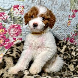 Yellow Collar - Parti female Goldendoodle puppy in Cocoa, Florida from Leopard n Lace Doodles