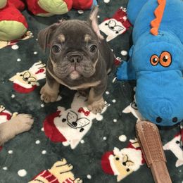 Remy- Red collar - Tricolors male French Bulldog puppy in Washington from Pawcific Coast Bullies