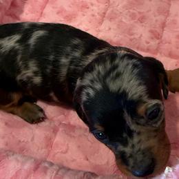 Onyx - Black and tan male Dachshund puppy in Salem, Oregon from Longdox Mini Dachshunds