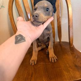 Girl 1 Blue-Rust - Blue and rust female Doberman Pinscher puppy in Mc Cook, Nebraska from Morningstar Kennel
