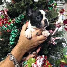 Boston Terrier, Bulldog, and French Bulldog Puppies from Tracy’s TLC Club