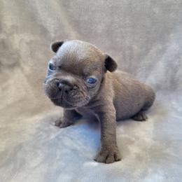 Boy 1 - Blue male French Bulldog puppy in Neosho, Missouri from Norris Frenchies