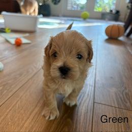 Green (Bruno) - Apricot male Maltipoo puppy in San Diego, California from Amanda Tsoi - Golden Maltipoo Pups