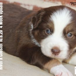 Miniature Australian Shepherd and Toy Australian Shepherd Puppies from TK Mini & Toy Aussies