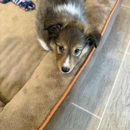 Lancelot - Sable and white male Shetland Sheepdog puppy in Aliquippa, Pennsylvania from Fancypants Shetland Sheepdogs