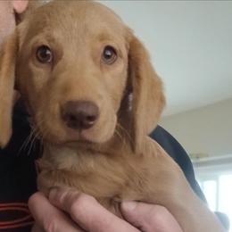 Ginger - Caramel female Labradoodle puppy in Henderson, Nevada from Hills labradoodles