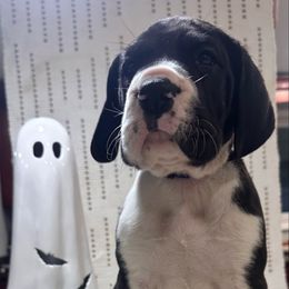 Dijorno - Mantle male Great Dane puppy in Liberty, New York from Catskills Greatest Danes