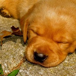 English Cocker Spaniel and Labrador Retriever Puppies from Fenloch Gundogs