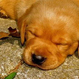 English Cocker Spaniel and Labrador Retriever Puppies from Fenloch Gundogs