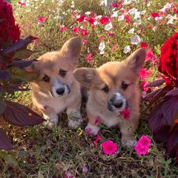 Pembroke Welsh Corgi Puppies from Buckeye Corgi