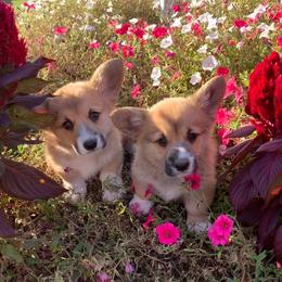 Pembroke Welsh Corgi Puppies from Buckeye Corgi