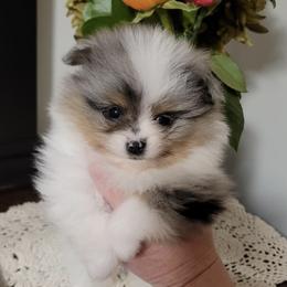 Pomeranian Puppies from Pristine Poms