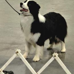 Border Collie puppies from K&R RANCH KENNELS