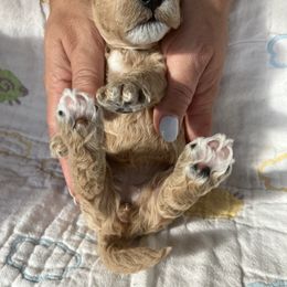 Goldendoodle Puppies from Cassie Farms