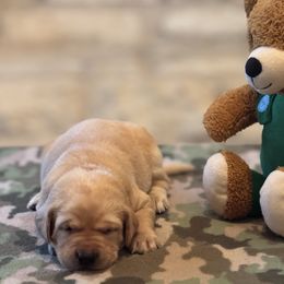 Labrador Retriever Puppies from Central Texas Labs