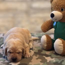 Labrador Retriever Puppies from Central Texas Labs