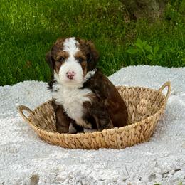 Tucker - Sable male Bernedoodle puppy in Bremen, Indiana from Farmland Doodles