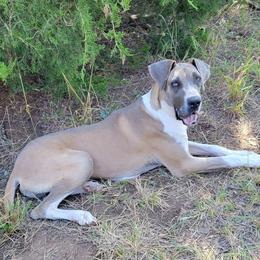 Junior - Great Dane