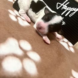 Aussiedoodle, Bernedoodle, Goldendoodle, and Poodle Puppies from Vallevistadoodles