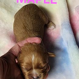 AKC MAPLE - Ruby female Cavalier King Charles Spaniel puppy in Joplin, Missouri, Missouri from HOL-A-DA CAVALIERS