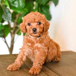 Aussiedoodle, Bernedoodle, Cavapoo, Goldendoodle, Irish Doodle, and Poodle Puppies from Sun Valley Goldendoodles