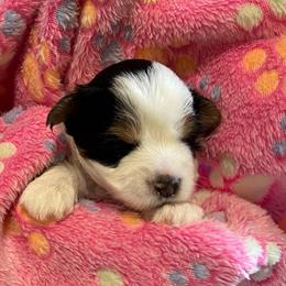 Willie AKC - Black tan and white male Biewer Terrier puppy in Osteen, Florida from Moonshadow Biewer Terriers