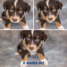 River - Red tri-color male Australian Shepherd puppy in Lakeland, Florida from Aussies of Hope LLC