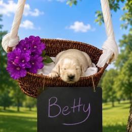 Betty - Light golden female Golden Retriever puppy in Peoria, Arizona from Westwing Retrievers