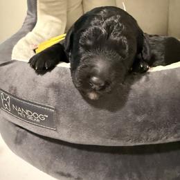 Yellow Collar - Black male Goldendoodle puppy in Portland, Tennessee from Happy_Tails_by_TJ