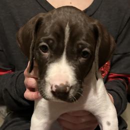 German Shorthaired Pointer Puppies from Bethlehem Farms