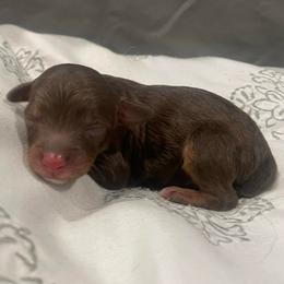 Red Phantom M2 - Red phantom male Aussiedoodle puppy in Bee Branch, Arkansas from Scroggins Creek Doodles