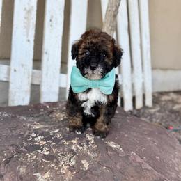 Benny - Sable male Bernedoodle puppy in Lamar, Colorado from Jozlyn’s Pups