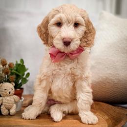 Costa - Light golden male Double Doodle puppy in Cleveland, Tennessee from Edgewater Doodles & Designer Pups