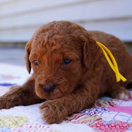 Moana - Red  female Goldendoodle puppy in Lancaster, Pennsylvania from Henriquez Puppies