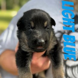 Light Blue - Bi-color male German Shepherd puppy in Lake City, Florida from Saylor Shepherds