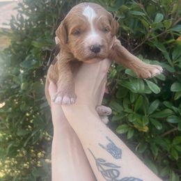 Sinatra - Red  male Goldendoodle puppy in Calera, Alabama from Red Mountain Minis