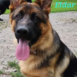Eldar dei Precision - German Shepherd