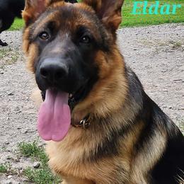 Eldar dei Precision - German Shepherd