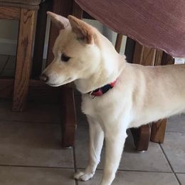 Shiba Inu from Sunbeam Shiba Inus