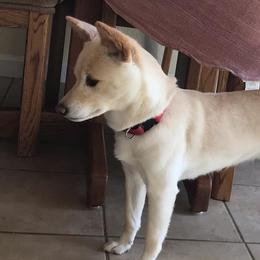 Shiba Inu from Sunbeam Shiba Inus