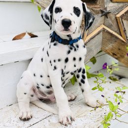 Dalmatian Puppies from Smart Dalmatians