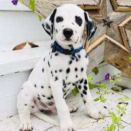 Dalmatian Puppies from Smart Dalmatians