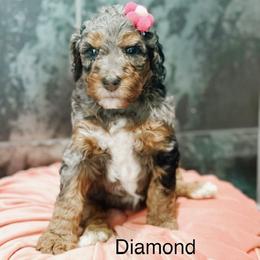 Diamond - Blue merle female Bernedoodle puppy in Pasco, Washington from Camp Doodle Woods