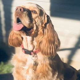 Cocker Spaniels from Honey Creek Cocker Spaniels
